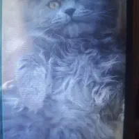 گربه نر