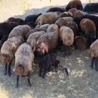 گوسفندهمه رقم