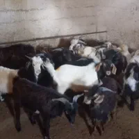 ۱۷ عدد بزغاله نر گوشتی