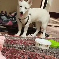 سگ نژاد دار