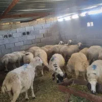 فروش ۱۳ عدد میش  چاق سن بالا
