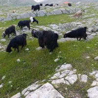 فروش 50راس بز برای فروش