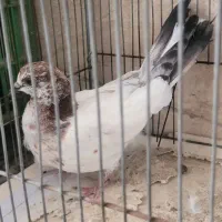 کفتر