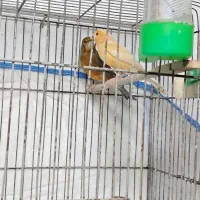 دوجفت قناری زیبا لانه بزار جوجه بکش