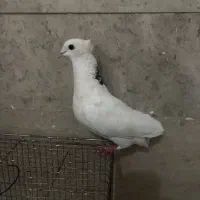 دو عدد کبوتر پرشی