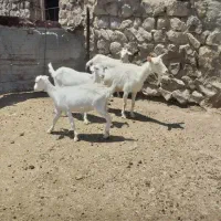 بزغاله سانن