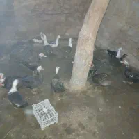 مرغابی اسرایلئ