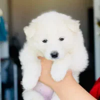 سامویید 3 ماهه