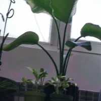 نخل نیکولای با گلدان