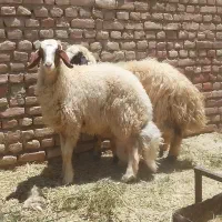 بره قوچی سنجابی کرمانشاهی