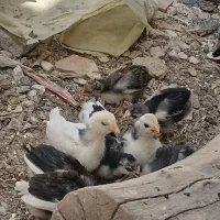 جوجه گلین چهل تاج