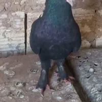 ۱۴ تا کبوتر