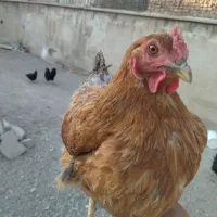 مرغ و خروس