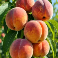 فروش انواع نهال صنوبر و گردو میوه...نهالستان