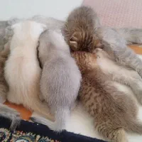 زیباترین گربه ها