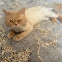 گربه