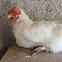 مرغ محلی تخمگذار