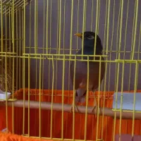 یک مرغ مینا سخنگو یک ساله