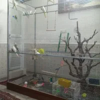 قفس بزرگ مناسب