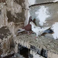 کبوتر تکپر ملاقی