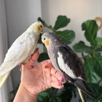 جوجه عروس هلندی ۳ماهه