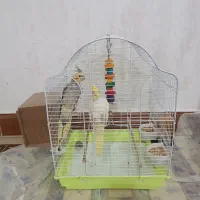 عروس هلندی جوان