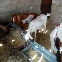 تعداد۵عددبزپاکستانی شیرا
