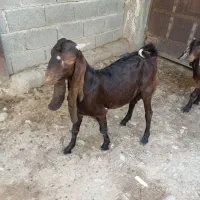 کهره کامورایی