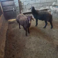 بره نر