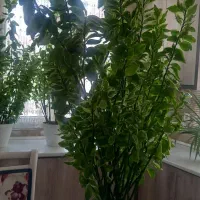 گل سرحال  و پر انرژی پدیلانتوس