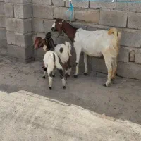 ۱راس بز دوقلوزا با دو کهره نر