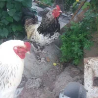 خروس دورگه برهما