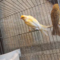 قناری رنگ خاص مست اماده به کار