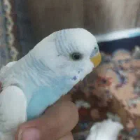 فروش مرغ عشق نر بچه مولد