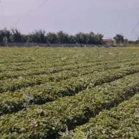 فروش ۴ هکتار زمین کشاورزی سنددار با چاه آب قره قاچ
