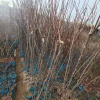 فروش نهال چکی پسته پیوندی و انگور موندراپ
