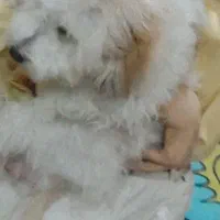 برای فروش