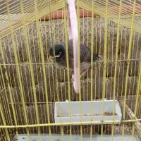 اهواز کوت