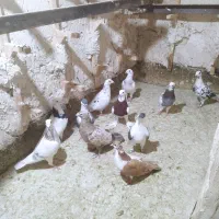 سار.سرور.طوقی.ساده.سینه