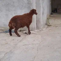 بره ماده داشتی و پرواری