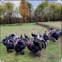 بوقلمون