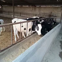 پنج راس گوساله نر هلشتاین ۱۳۰ کیلویی
