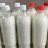 دوغ کفیر پربیوتیک اصل
