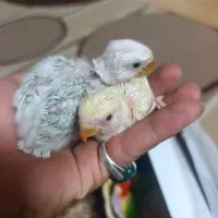 جوجه کوتوله برزیلی سرلاکی و چندتا قفس