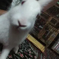 خرگوش ماده