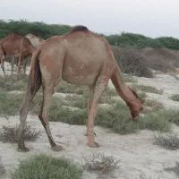 شتر ماده ذات شیری