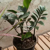 گل‌های اپارتمانی گلدار و جذاب