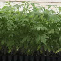 نشا گوجه فرنگی