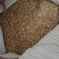 گندم آبی پیشگام