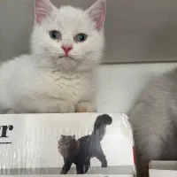 پرشین کت سفید چشم آبی